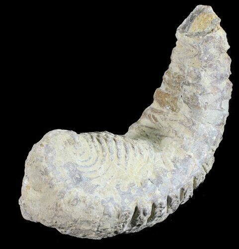 Cretaceous Fossil Oyster (Rastellum) - Madagascar #54422